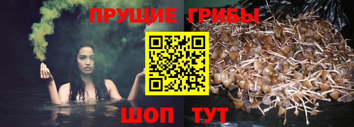 Саяногорск  где найти наркотики  Вход с VPN  Галлюциногенные грибы Psilocybe 